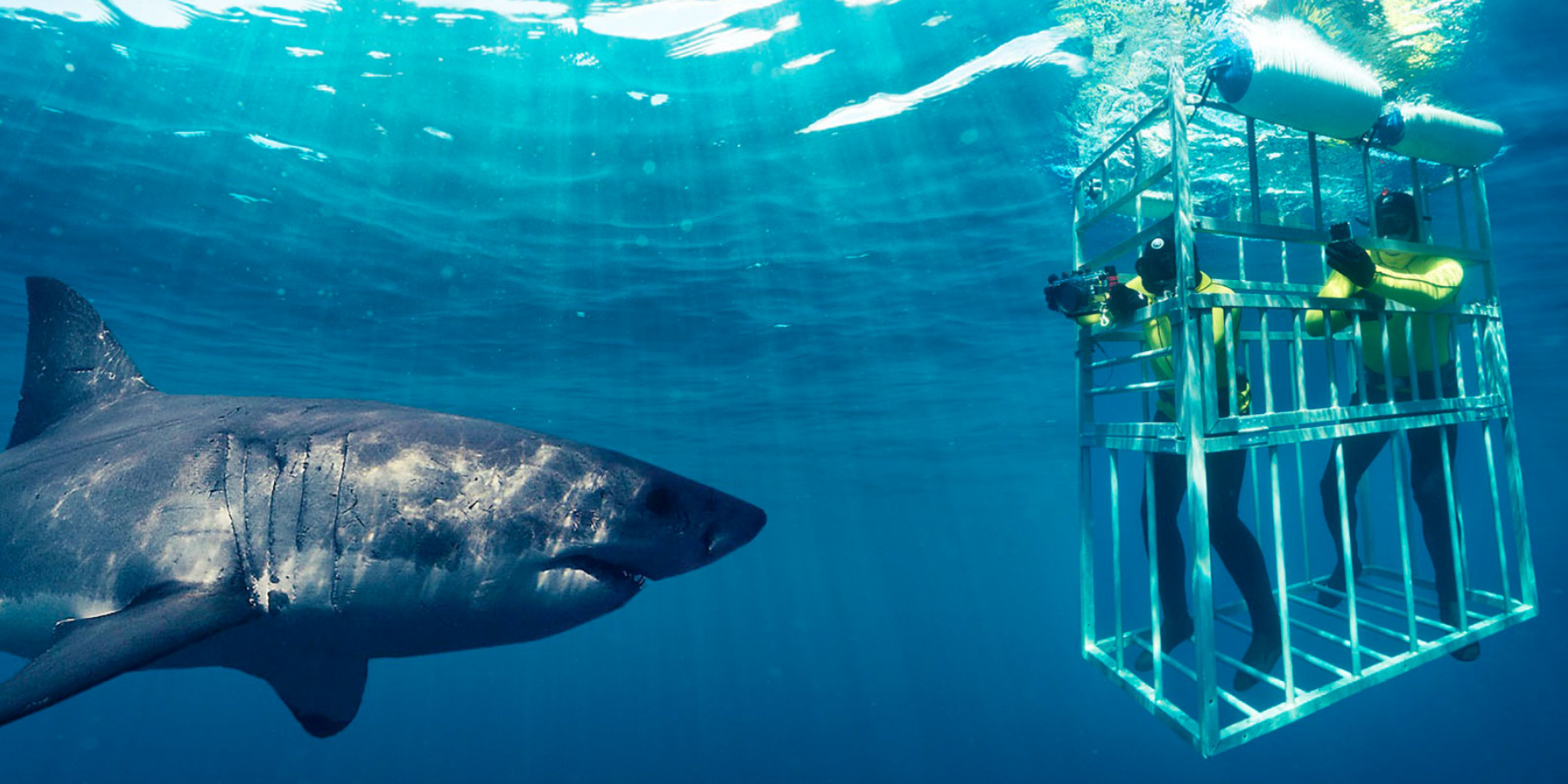 oahu shark cage
