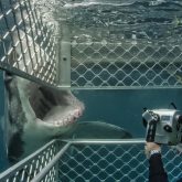 Encounter Majestic Sharks in Their Natural Habitat with Professional Cage Diving