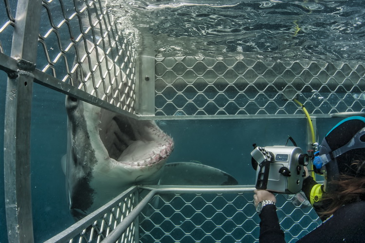 Encounter Majestic Sharks in Their Natural Habitat with Professional Cage Diving